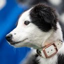 Black and White Dog screen for extension Chrome web store in OffiDocs Chromium